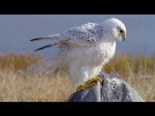 unique birds of prey video in 4k